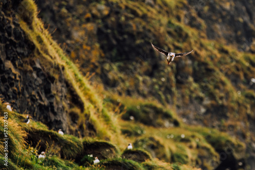 atlantic puffin in flight