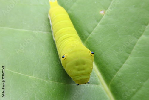 Close-up shot of a green caterpillar living on a leaf.