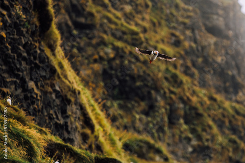 atlantic puffin in flight