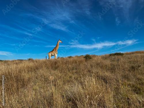 Giraffe in southafrican Savannah photo