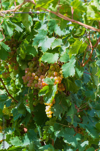 Viñedo en Fiambala, Catamarca, Argentina photo