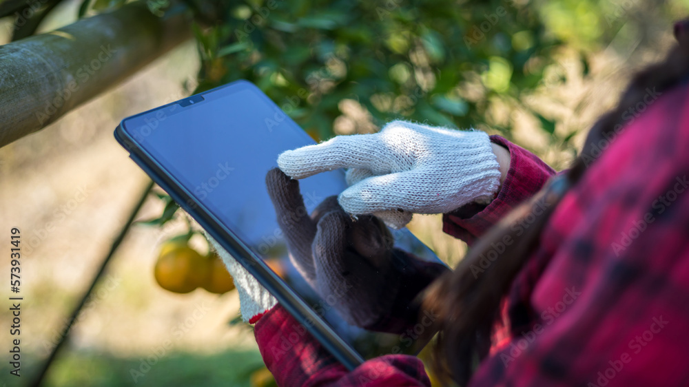 Woman farmer working and inspect quality of organic orange fruit with tablet  in orange orchard.