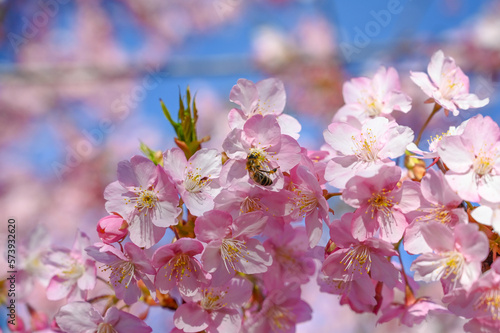 Honey Bee collecting pollen from pink flowers in orchard. Flowering Japanese cherry tree in spring. Branch with blossoms in sunlight. Blooming tree in garden. 