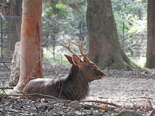 奈良公園 オスジカ