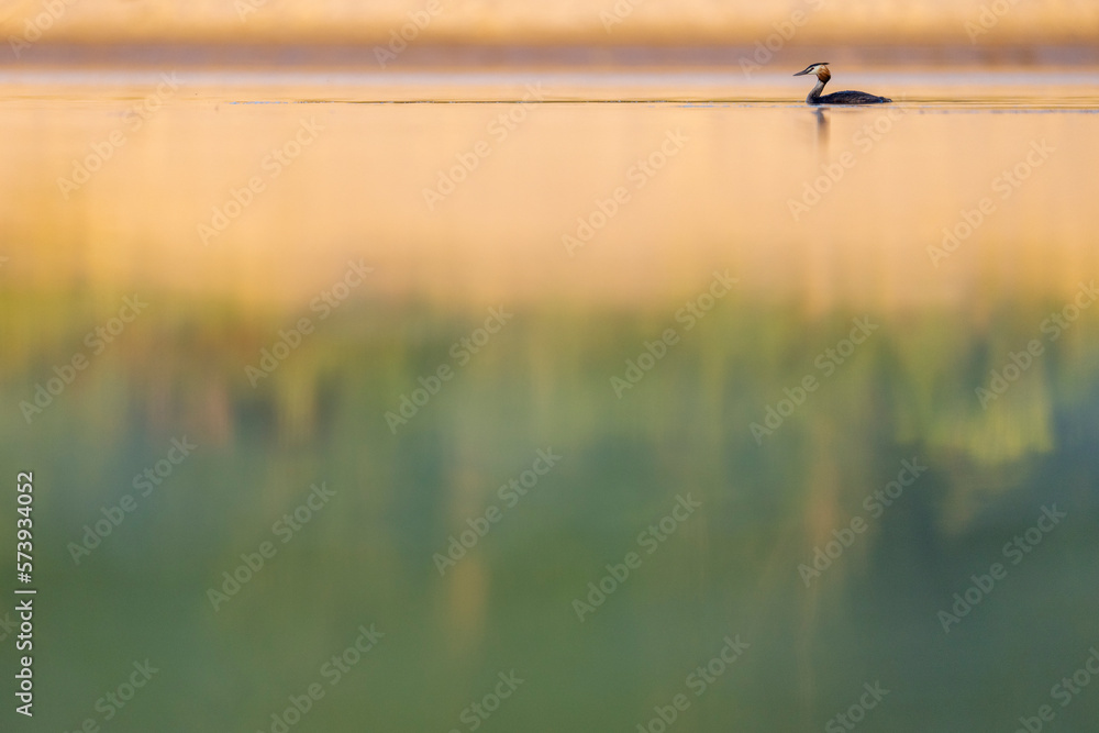 Great crested grebe in the water - obrazy, fototapety, plakaty 