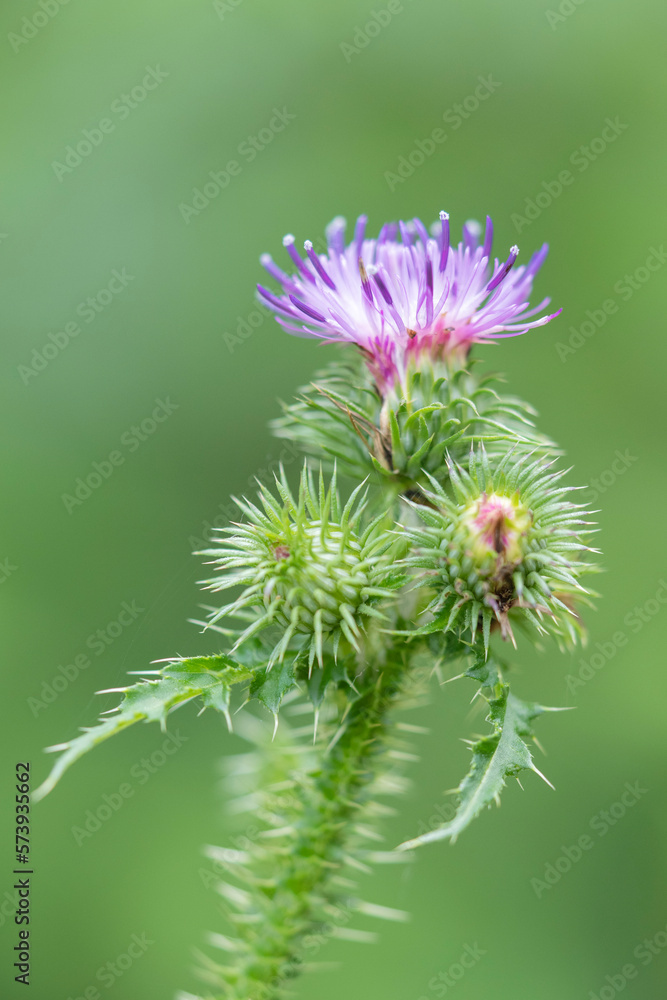 Plumeless thistle Plumeless thistle