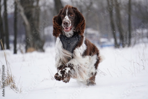 Fototapeta Naklejka Na Ścianę i Meble -  English Springer Spaniel dog running in the snow