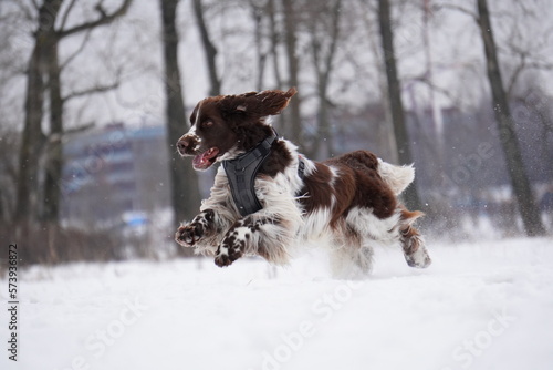 Fototapeta Naklejka Na Ścianę i Meble -  English Springer Spaniel dog running in the snow