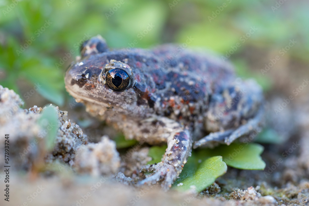 Captive bred toad being reintroduced in the wild Captive bred toad being reintroduced in the wild