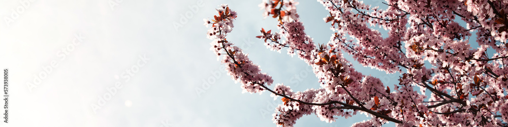 Branches with pink cherry blossom against a clear blue sky. Web banner with spring blooming background. Flowering fruit tree close-up. Selective focus