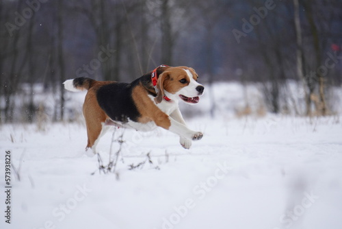 Fototapeta Naklejka Na Ścianę i Meble -  beagle dog in snow