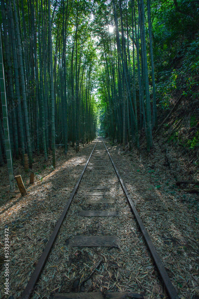 旧国鉄倉吉線廃線跡の竹林の風景 鳥取県 旧国鉄倉吉線廃線跡 旧国鉄倉吉線廃線跡の竹林の風景 鳥取県 旧国鉄倉吉線廃線跡
