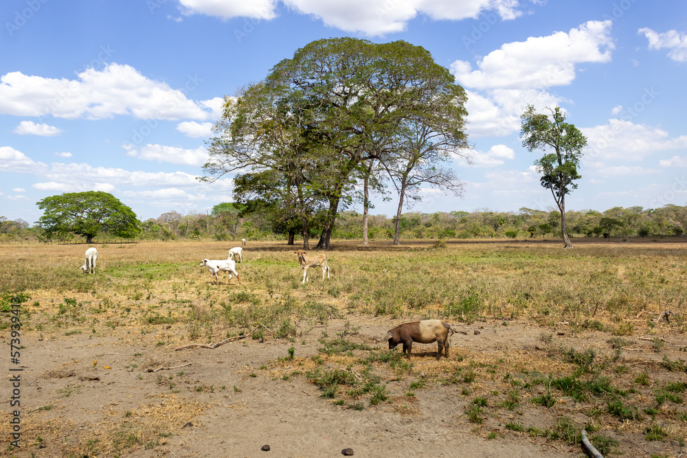 Obraz premium wildebeest