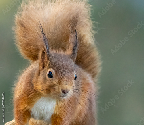 portrait of Scottish red squirrel © Sarah