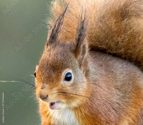 portrait of Scottish red squirrel