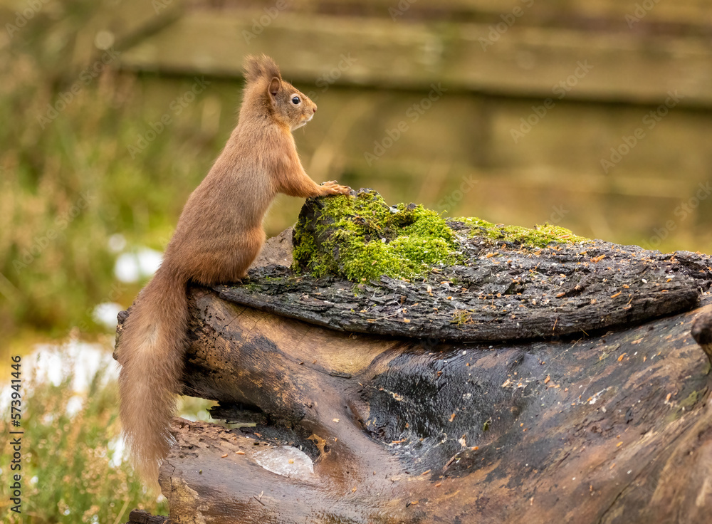 Obraz premium red squirrel on a log looking for a nut