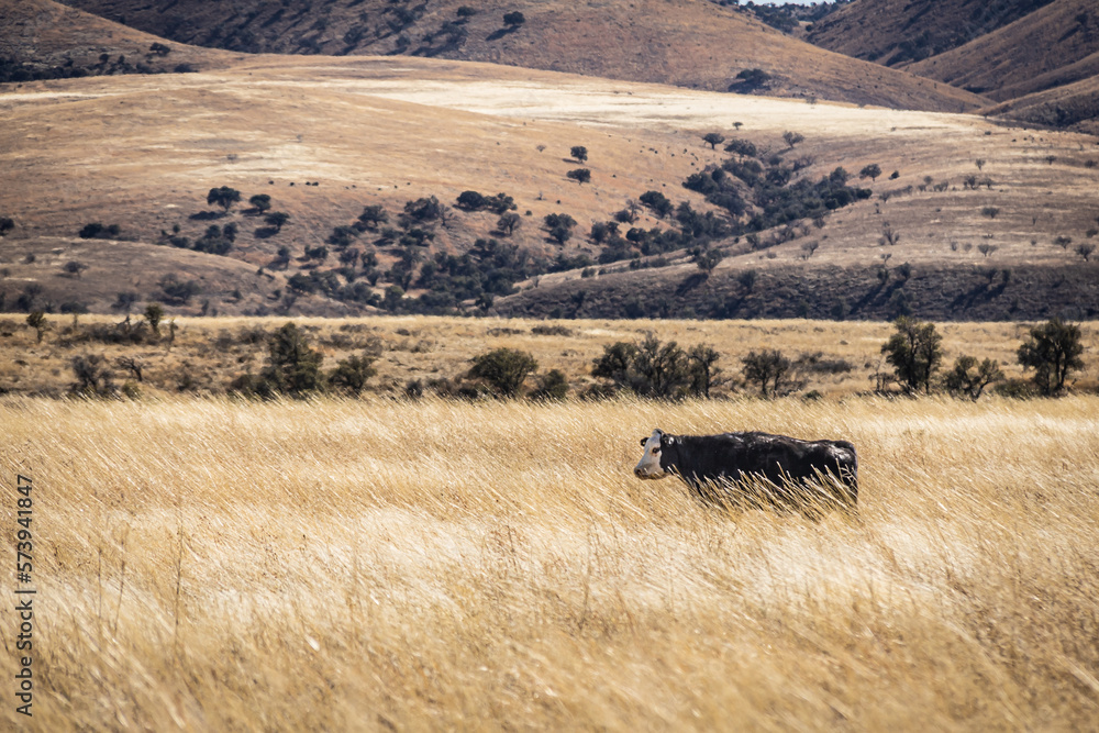 Obraz premium A cow in an arid pasture of high grass with a mountain in the distance in Arizona.