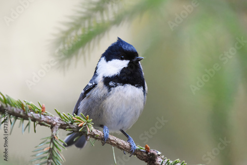 Coal tit (Periparus ater) sitting on a spruce branch in the forest in winter.
