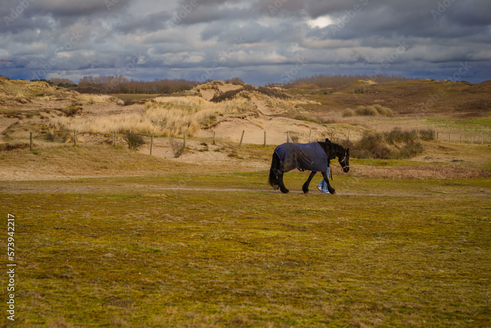 Walking with a horse  near the sea on the sand beach , Katwijk