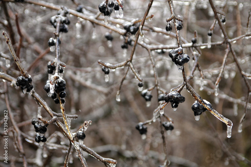 Berries on branch, covered by ice after freezing rain