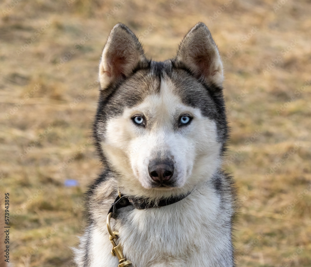 siberian husky dog