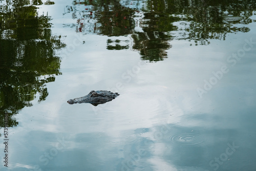 Alligator head emerging from lake between tree reflections