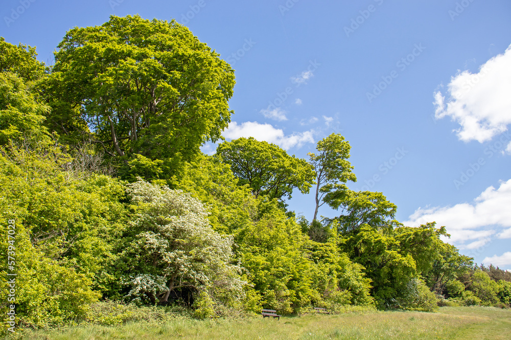 Obraz premium Summertime landscape in the English countryside.