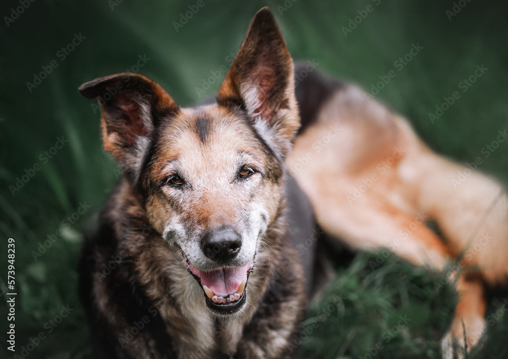 Naklejka premium Portrait of mongrel brown dog. Adult dog lies on grass, sad look. Spring. National Matt Day