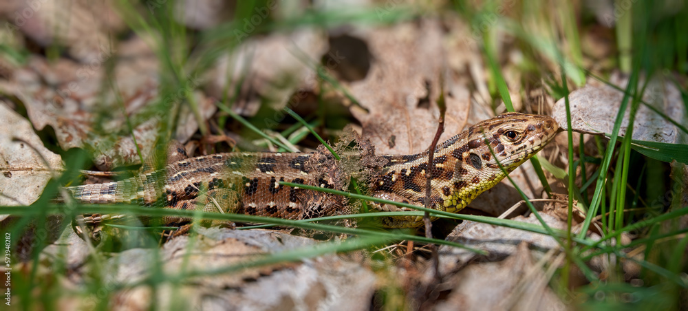 The sand lizard (Lacerta agilis) among dry leaves and spring green grass The sand lizard (Lacerta agilis) among dry leaves and spring green grass