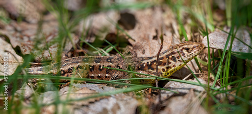 The sand lizard (Lacerta agilis) among dry leaves and spring green grass © Rejdan