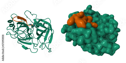 Crystal structure of trypsin (green)-vasopressin (brown) complex. 3D cartoon and Gaussian surface models, PDB 1yf4 photo