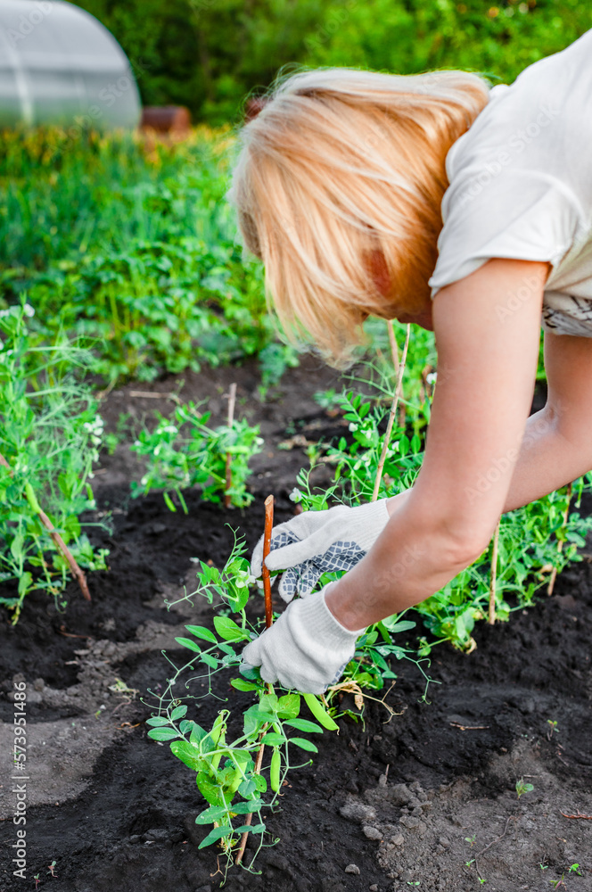 man caring for plants in the garden man caring for plants in the garden