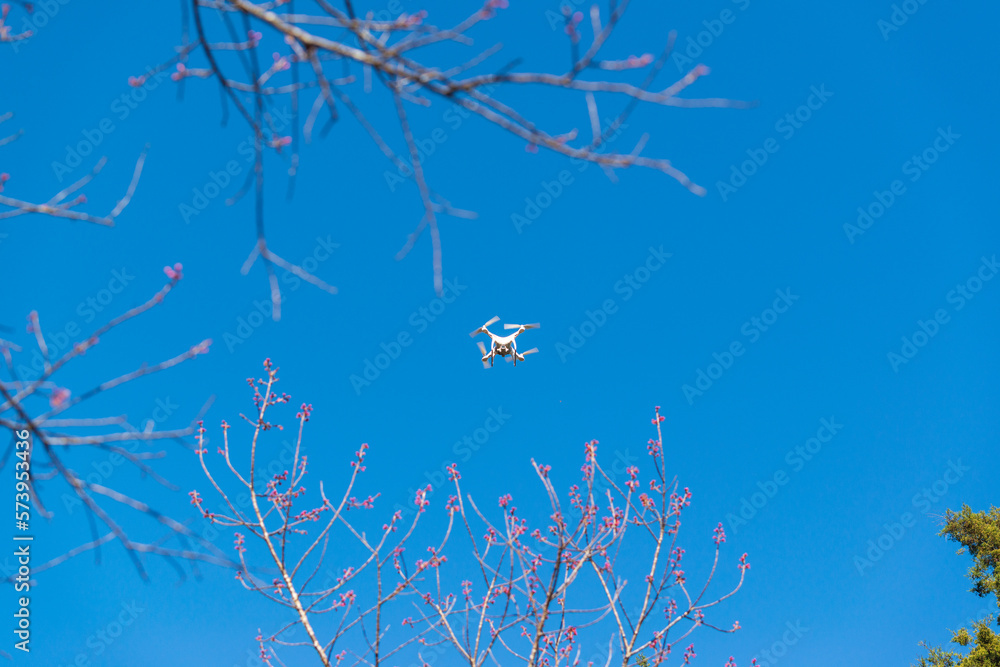 Unidentify drone flying over wild himalayan cherry flower or Nang phaya suea khrong (Prunus cerasoides) at Khun Chang Khian Highland Research Station, Chiang Mai, Thailand.
