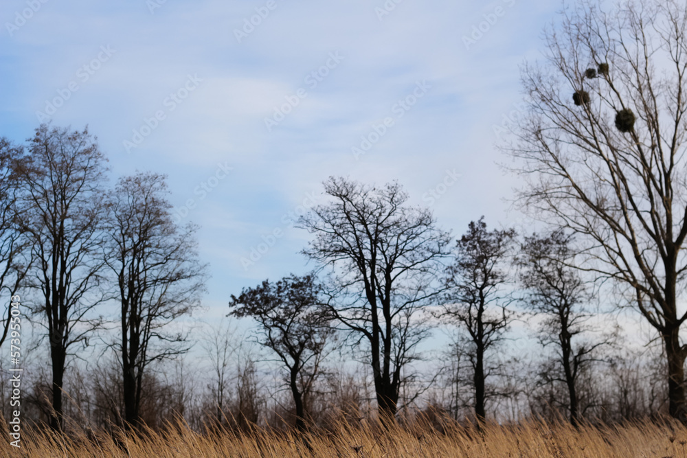 Defocus black trees without leaves standing in rae in autumn field. Dry dead tree on the slope, the concept of sadness and hopelessness, depression psychology. Out of focus Defocus black trees without leaves standing in rae in autumn field. Dry dead tree on the slope, the concept of sadness and hopelessness, depression psychology. Out of focus
