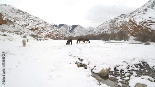 Grazing horses by the river in the Juuku Gorge. Kyrgyzstan. Winter season. photo