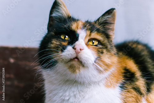 Tricolor cat.Colorful cat.Beautiful cat eyes.Cute animal.Homeless animal.Animal shelter.Beautiful multicolored wool.Animal female.Beautiful interesting color of the pet.Love for animals.Muzzle.Pet.