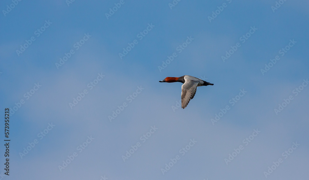 water bird in its natural environment, Common Pochard, Aythya ferina water bird in its natural environment, Common Pochard, Aythya ferina