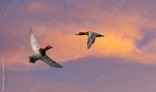 water bird in its natural environment  Common Pochard  Aythya ferina 