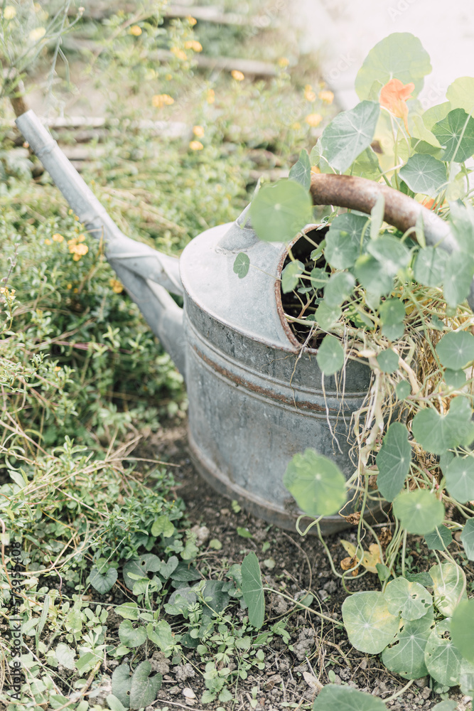 Old metal watering can in green countryside garden. Gardening activity. Rustic country farm. Zero waste lifestyle. Healthy living with outdoor occupation. Selective focus. 