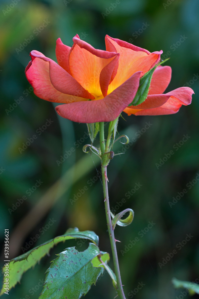 One orange rose flower, Rosa, highlighted by sunlight, close-up, vertical side view on a dark green background