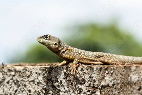 A Lizard typical of the Brazilian savannah also know as Calango or Largatixa. Species Tropiduros oreadicus. Animal world. Nature.