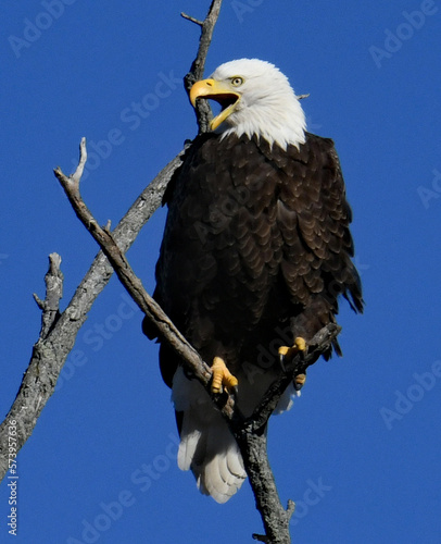 american bald eagle on a branch © derek