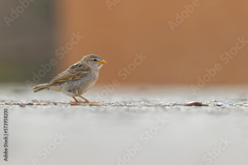 Spanish sparrow (Passer hispaniolensis) perched on the island of Fuerteventura.