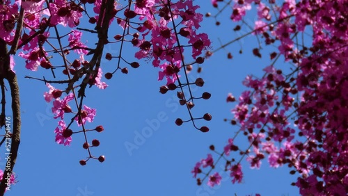 A border of pink natural flowers. Physocalymma scaberrimum tree. photo