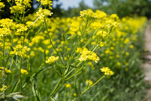 Rapeseed blooming on the side of a dirt road on a sunny day