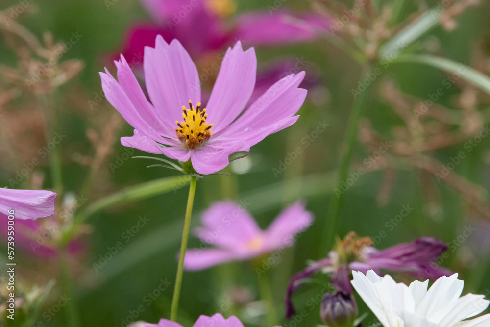 Purple Flower Purple Flower