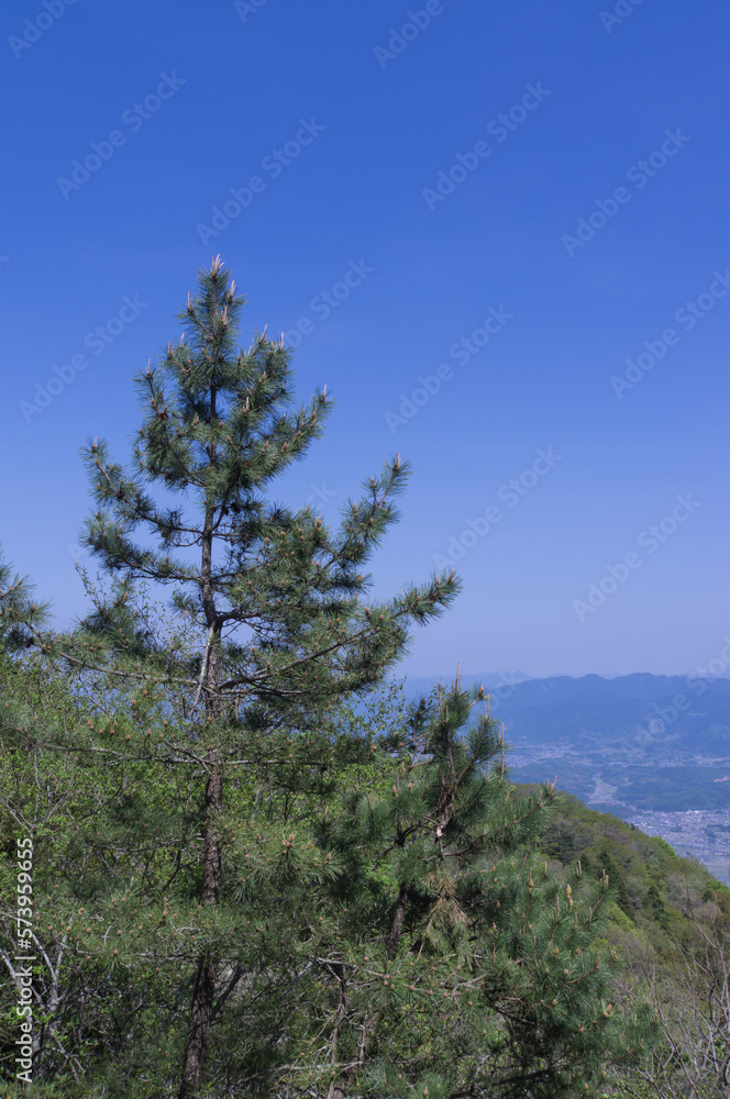 Tree on the Mt. Yamato Katsuragi hill in Spring.