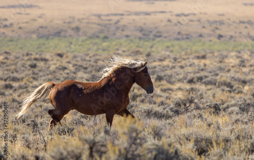 Beautiful Wild Horse in Autumn in the Wyoming Desert