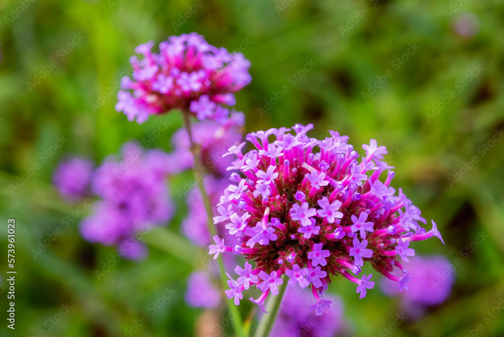 Verbena flowers blossom in the field.