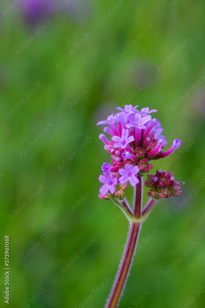 Obraz premium Verbena flowers blossom in the field.
